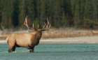 Bull elk bugling Botanical Print